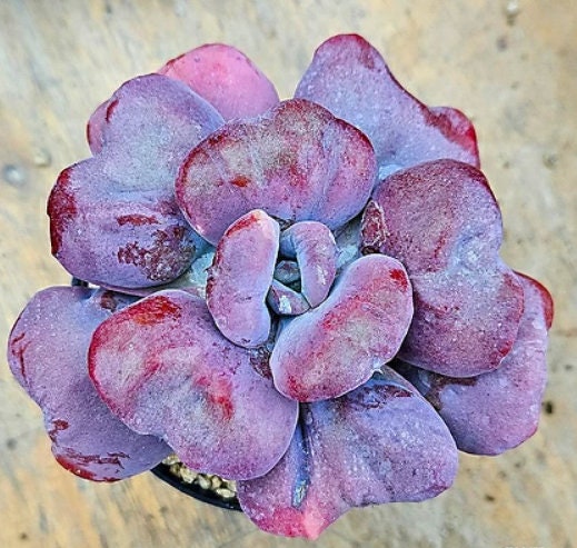 Echeveria Heart Delight - beautiful succulent - propagation leaf