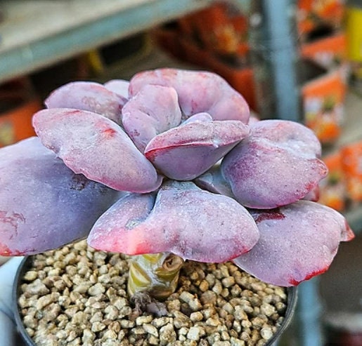 Echeveria Heart Delight - beautiful succulent - propagation leaf