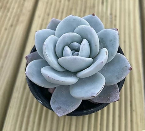 Echeveria Laui - beautiful succulent - propagation leaf