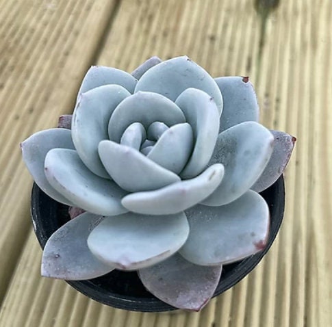 Echeveria Laui - beautiful succulent - propagation leaf