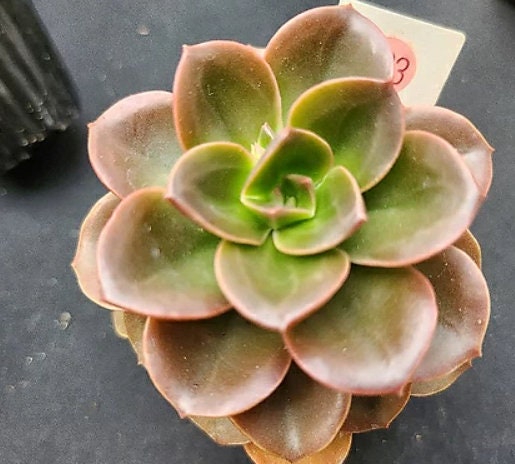 Echeveria Melaco - beautiful succulent - propagation leaf
