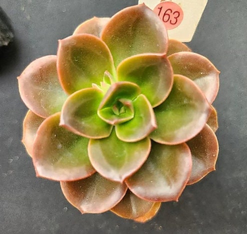 Echeveria Melaco - beautiful succulent - propagation leaf
