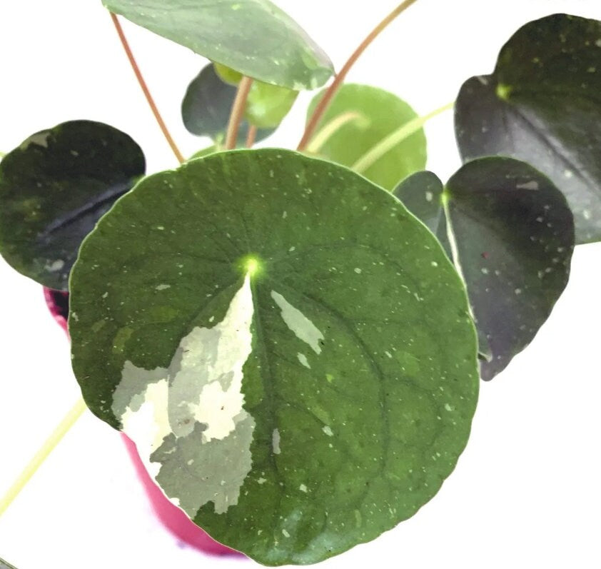 Variegated Pilea Peperomia - beautiful succulent - propagation leaf - cuttings