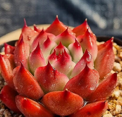 Echeveria Garcia - beautiful succulent - propagation leaf