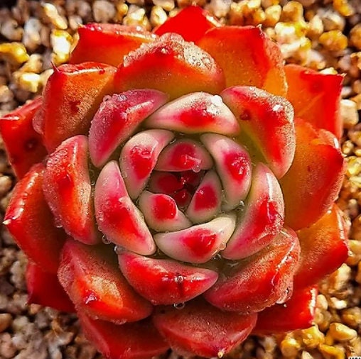 Echeveria Garcia - beautiful succulent - propagation leaf