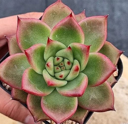 Echeveria Gantz - beautiful succulent - propagation leaf