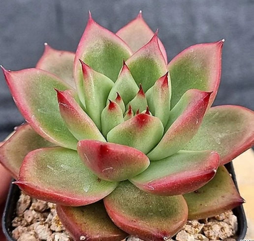Echeveria Gantz - beautiful succulent - propagation leaf