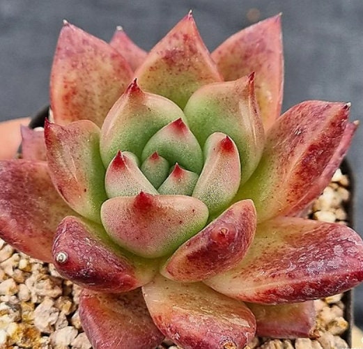 Echeveria Red Wine - beautiful succulent - propagation leaf