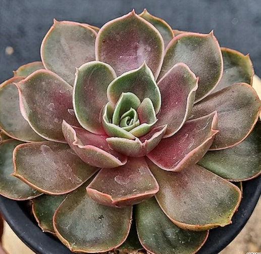 Echeveria Red Tan - beautiful succulent - propagation leaf