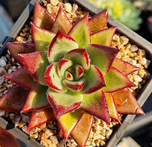 Echeveria Rose Diana - beautiful succulent - propagation leaf
