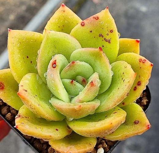 Echeveria Ringo Starr - beautiful succulent - propagation leaf