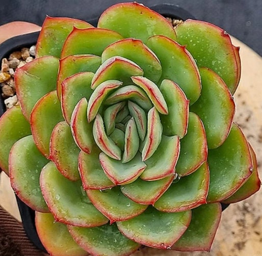 Echeveria Morning Dew - beautiful succulent - propagation leaf