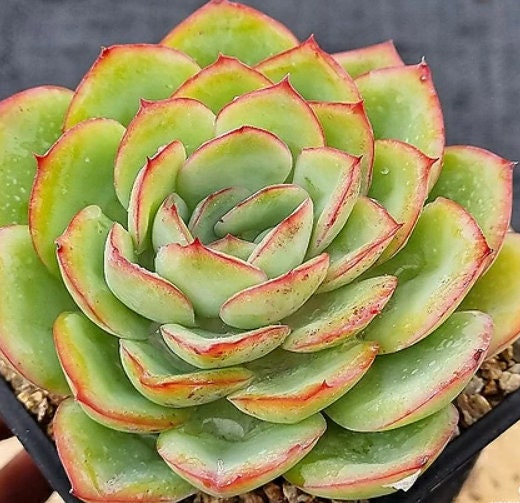 Echeveria Morning Dew - beautiful succulent - propagation leaf