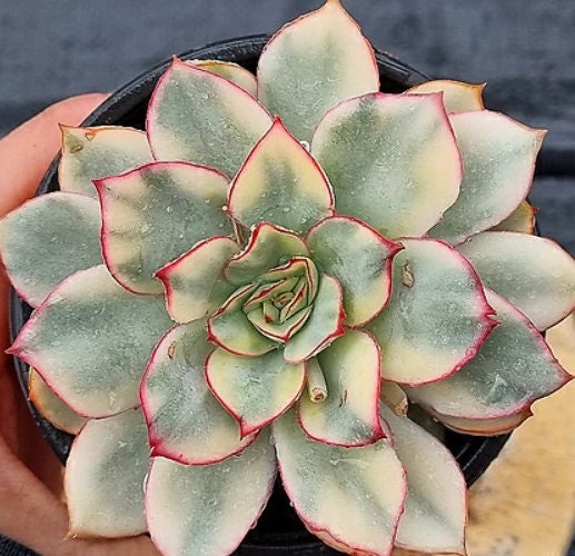 variegated leaf succulent Echeveria Esther Variegated - beautiful succulent