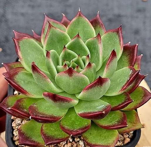 Echeveria Black Jewelry - beautiful succulent - propagation leaf