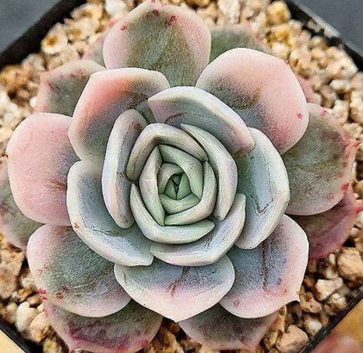 Echeveria Blue Surprise - beautiful succulent - propagation leaf