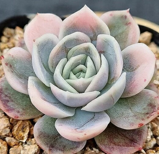blue rosette succulent Echeveria Blue Surprise - beautiful succulent