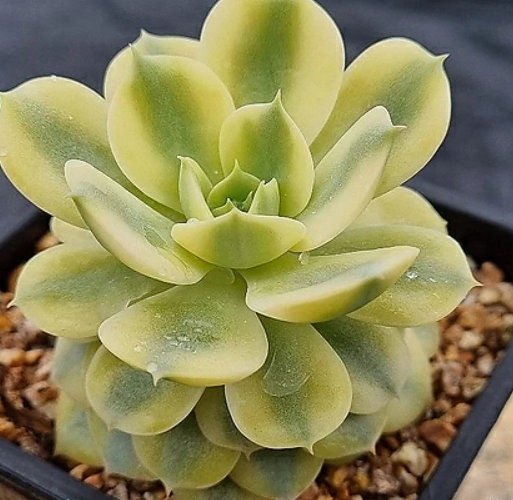 Echeveria Peacockckii Bluete - beautiful succulent - propagation leaf