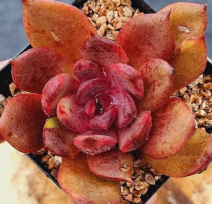 Echeveria Love And War - beautiful succulent - propagation leaf