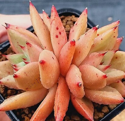 Echeveria Shaikh - beautiful succulent - propagation leaf