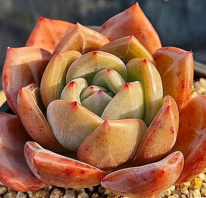 Echeveria Agavoides Shallot - beautiful succulent - propagation leaf