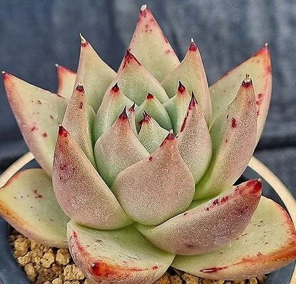 Echeveria Agavoides Cherbourg - beautiful succulent - propagation leaf