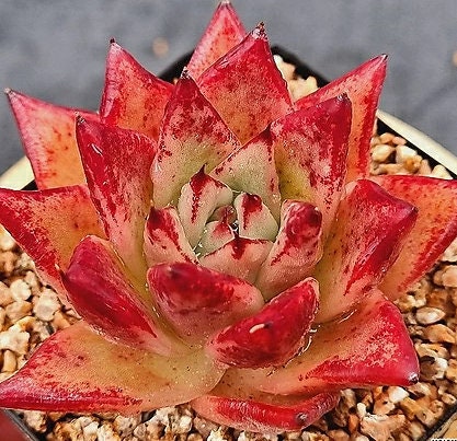 Echeveria Orange Ebony - beautiful succulent - propagation leaf