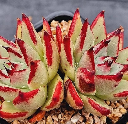Echeveria Ebony - beautiful succulent - propagation leaf