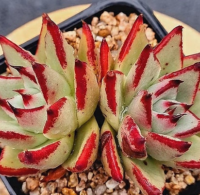 Echeveria Ebony - beautiful succulent - propagation leaf