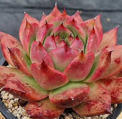 Echeveria Amestro - beautiful succulent - propagation leaf