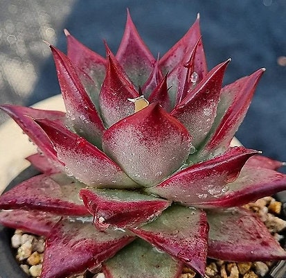 Echeveria Johnnie Walker - beautiful succulent - propagation leaf