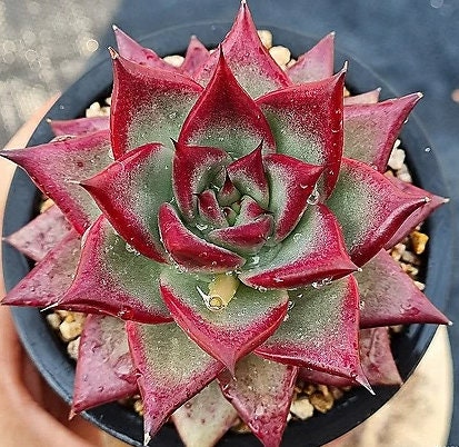 Echeveria Johnnie Walker - beautiful succulent - propagation leaf