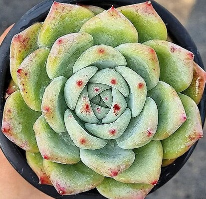 Echeveria Carla - beautiful succulent - propagation leaf