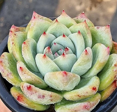 Echeveria Carla - beautiful succulent - propagation leaf