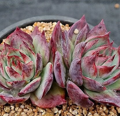 Echeveria Casio - beautiful succulent - propagation leaf