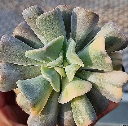 Echeveria Pulvinata Frosty - beautiful succulent - propagation leaf
