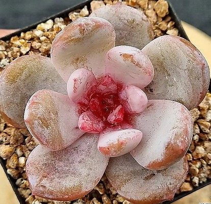 Echeveria Trumso - beautiful succulent - propagation leaf