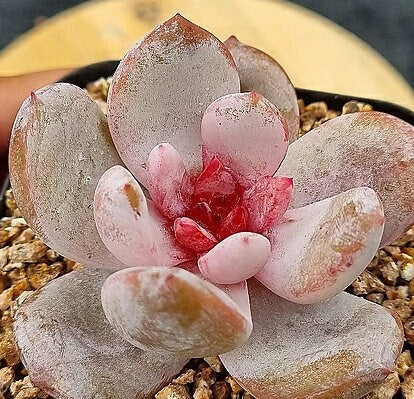 Echeveria Trumso - beautiful succulent - propagation leaf
