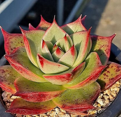 Echeveria Stella - beautiful succulent - propagation leaf