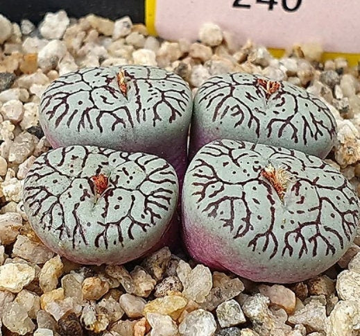 Conophytum Wittebergense - Very Rare - Beautiful Succulent - Rare Succulent - Living Stones - Succulents
