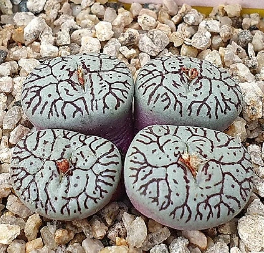 rare beautiful succulents Conophytum Wittebergense - Very Rare - Beautiful Succulent