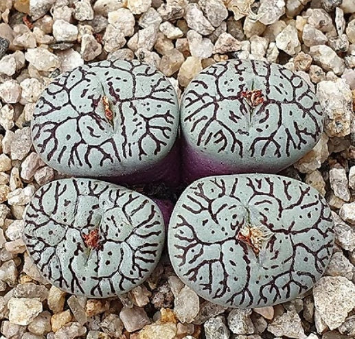very rare succulents Conophytum Wittebergense - Very Rare - Beautiful Succulent