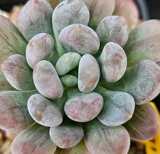 Pachyveria Opalina - beautiful succulent - propagation leaf