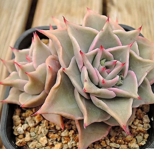 Echeveria Madiba - beautiful succulent - propagation leaf
