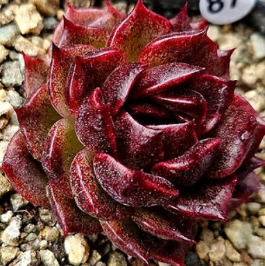 Echeveria Bordeaux - beautiful succulent - propagation leaf