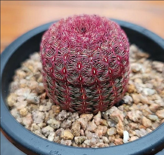 rainbow cactus succulent Echinocereus Rubispinus - Rainbow Cactus - Succulent plant