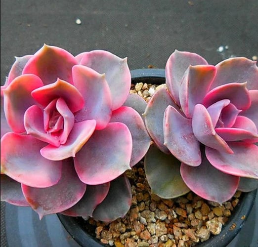 Echeveria West Rainbow - beautiful succulent - propagation leaf