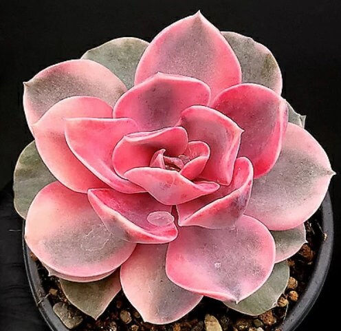 Echeveria West Rainbow - beautiful succulent - propagation leaf