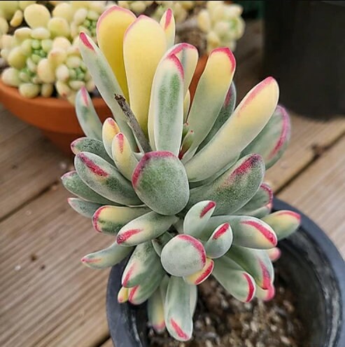 Cotyledon Orbiculata Variegated - beautiful succulent - propagation leaf