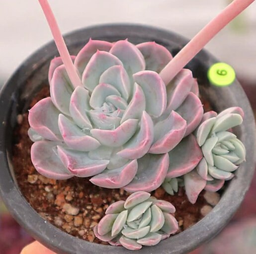 Echeveria Mona Lisa - beautiful succulent - propagation leaf